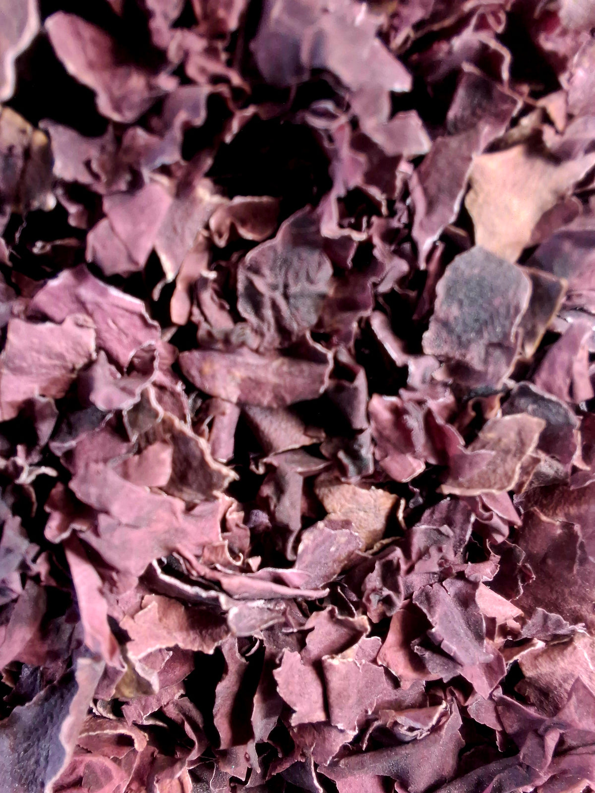 Dulse Leaf (Palmaria palmata)