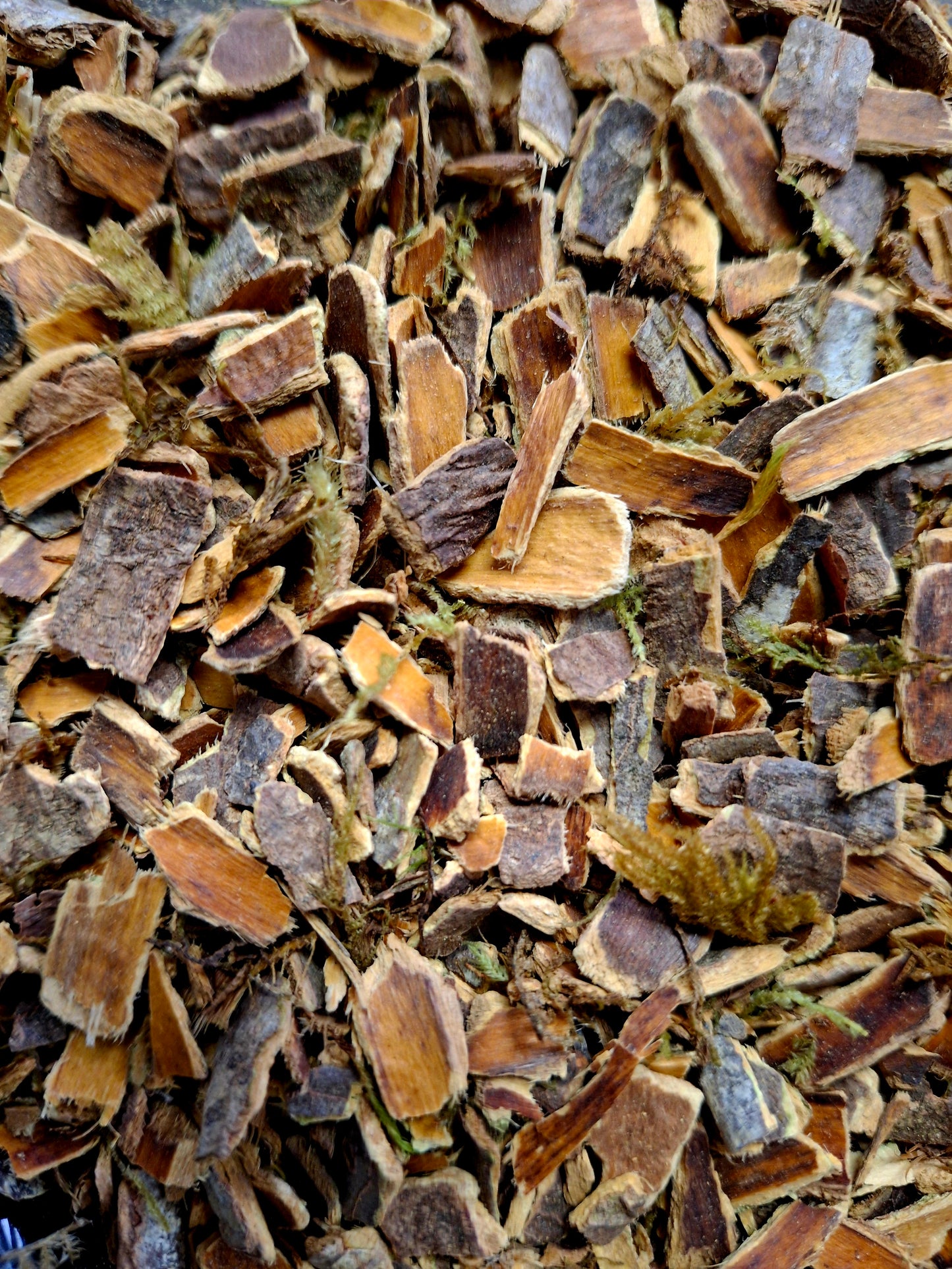 Cascara Sagrada (Rhamnus purshiana)