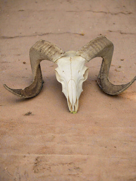 African Ram Skull