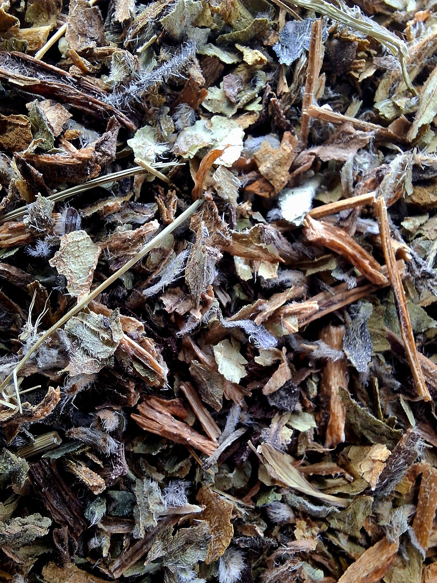 Borage (Borago officinalis)