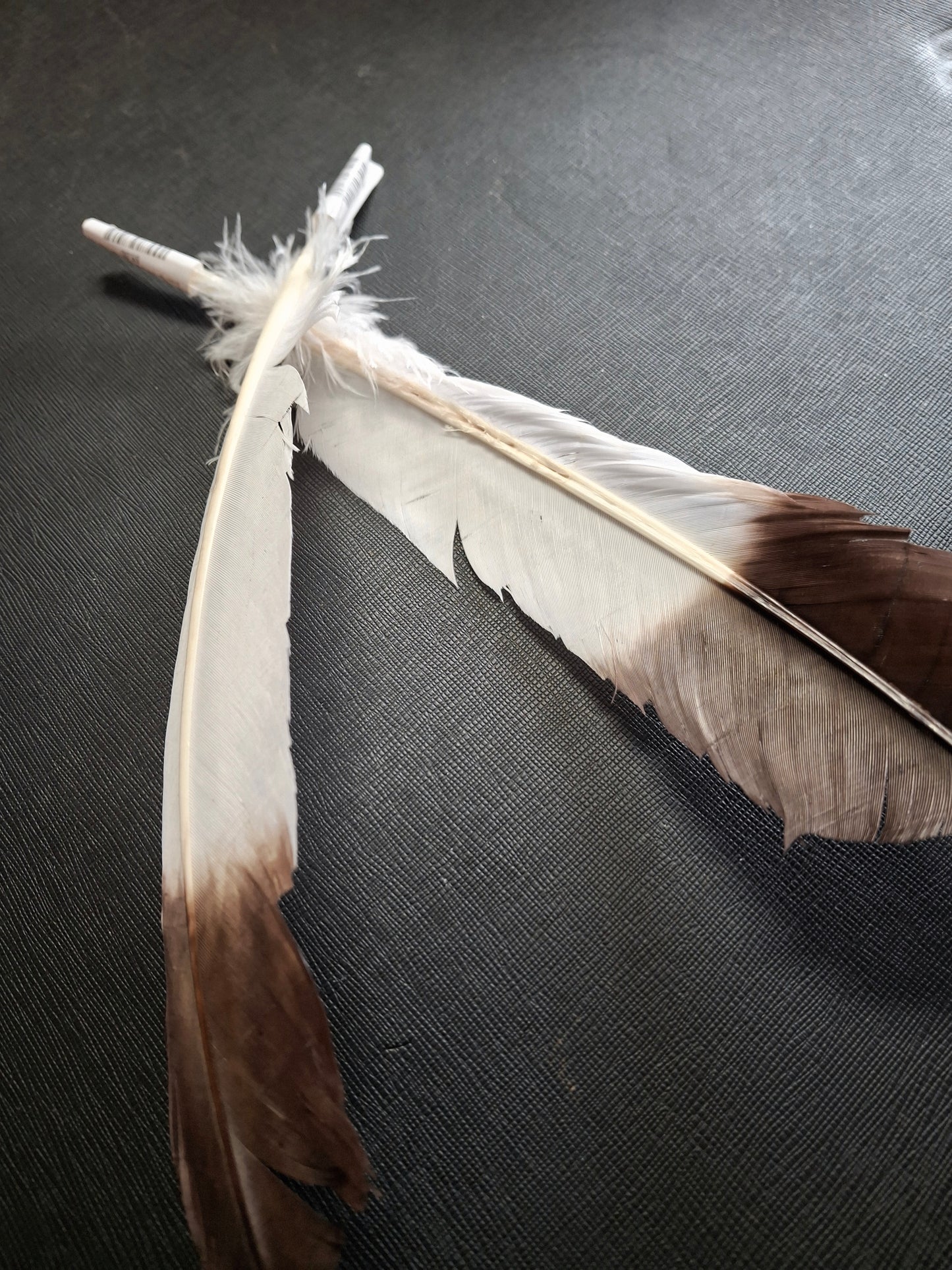 Brown Tip - Smudging Faux Eagle Feather 10-12"