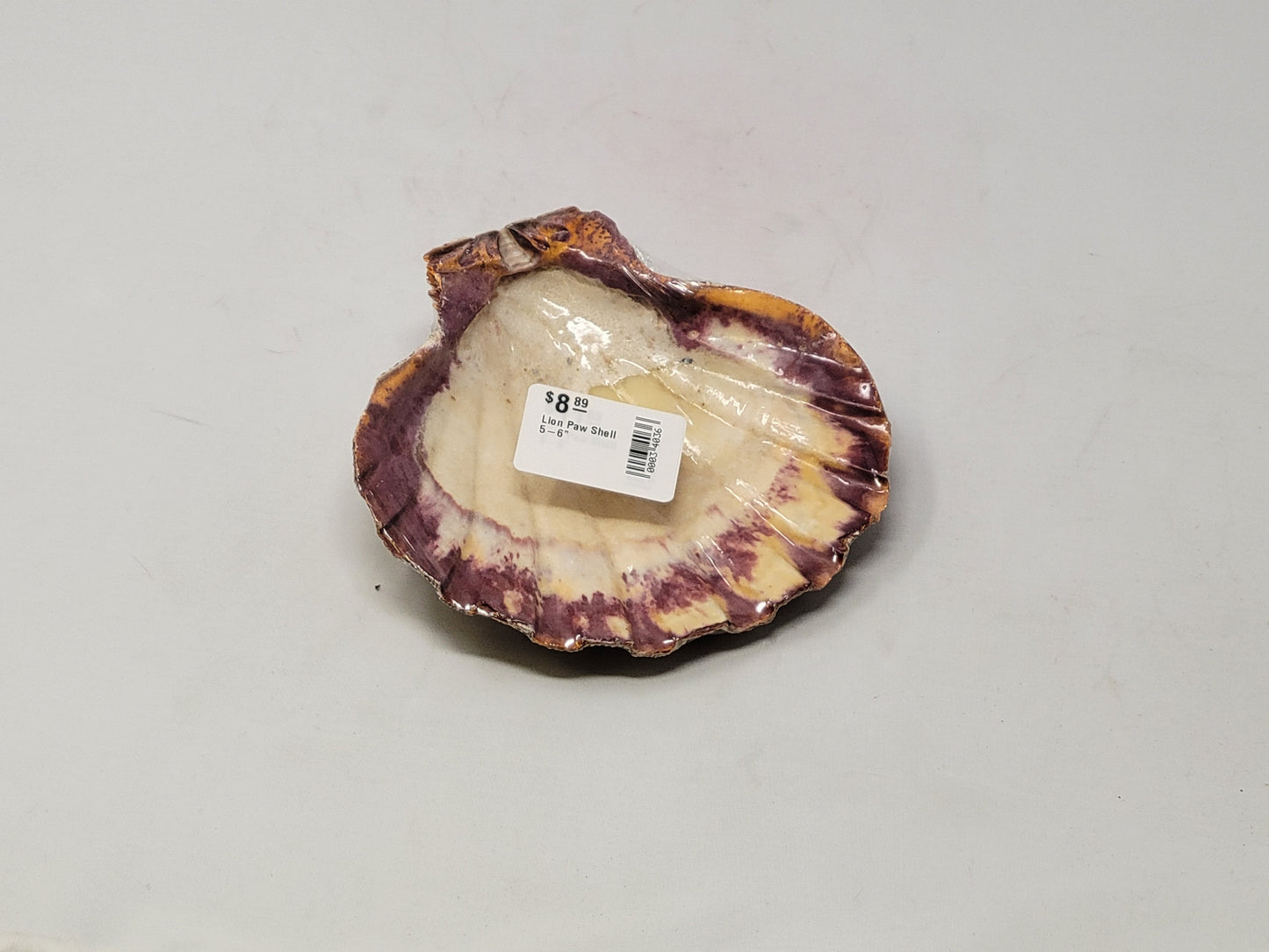Lion Paw Shell 5-6"