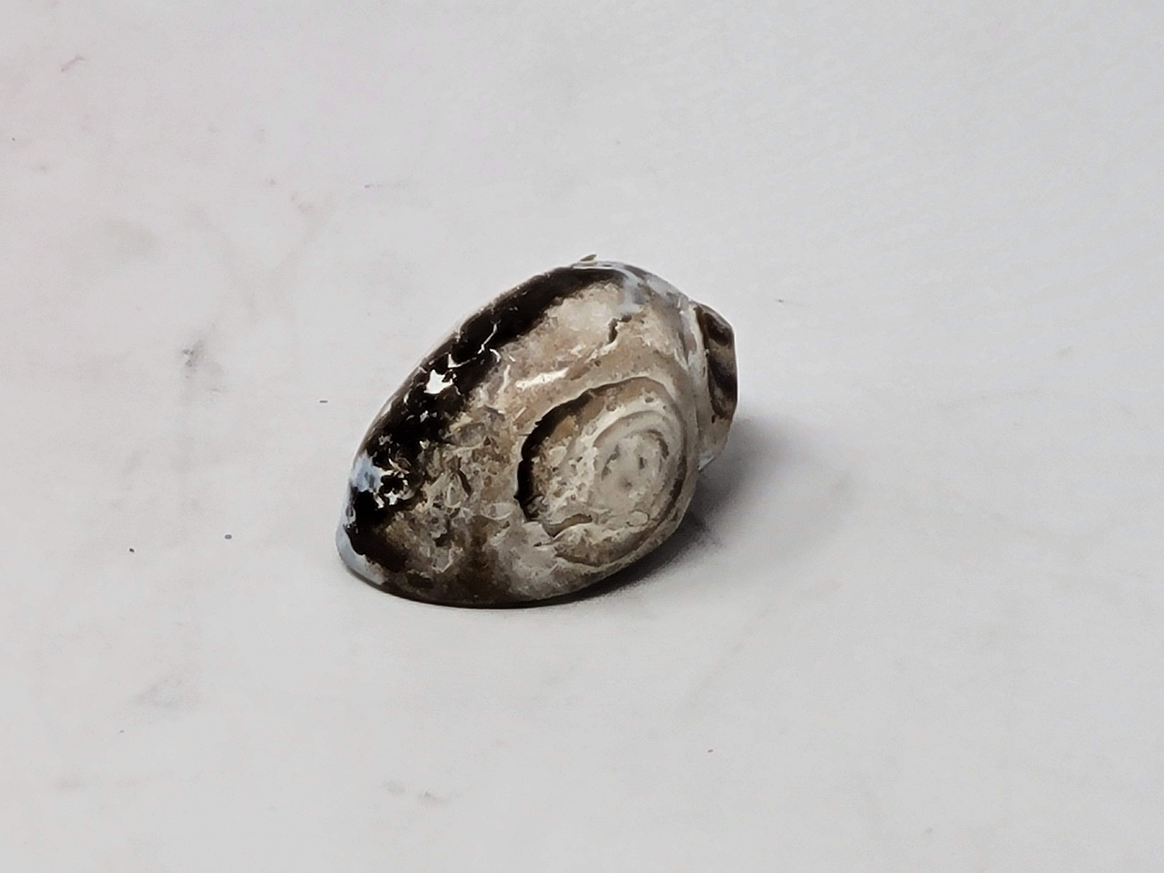 Snail Shell Polished Specimen – Pickeyweedz