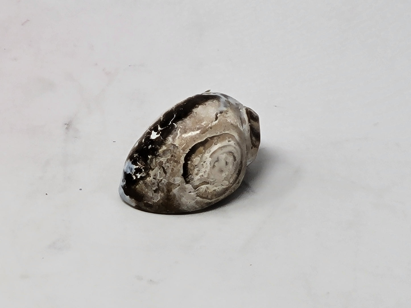 Snail Shell Polished Specimen