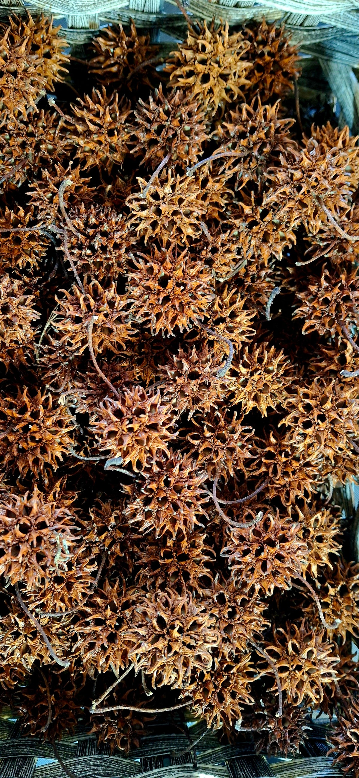 Consecrated Witch Burrs