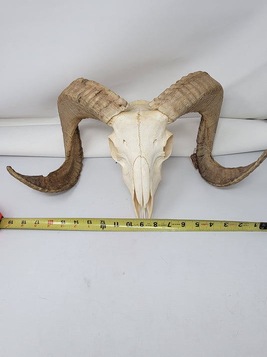 African Ram Skull