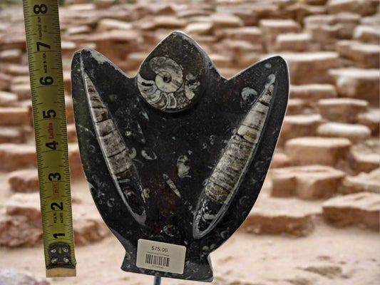 Ammonite/Orthoceras Sculpture