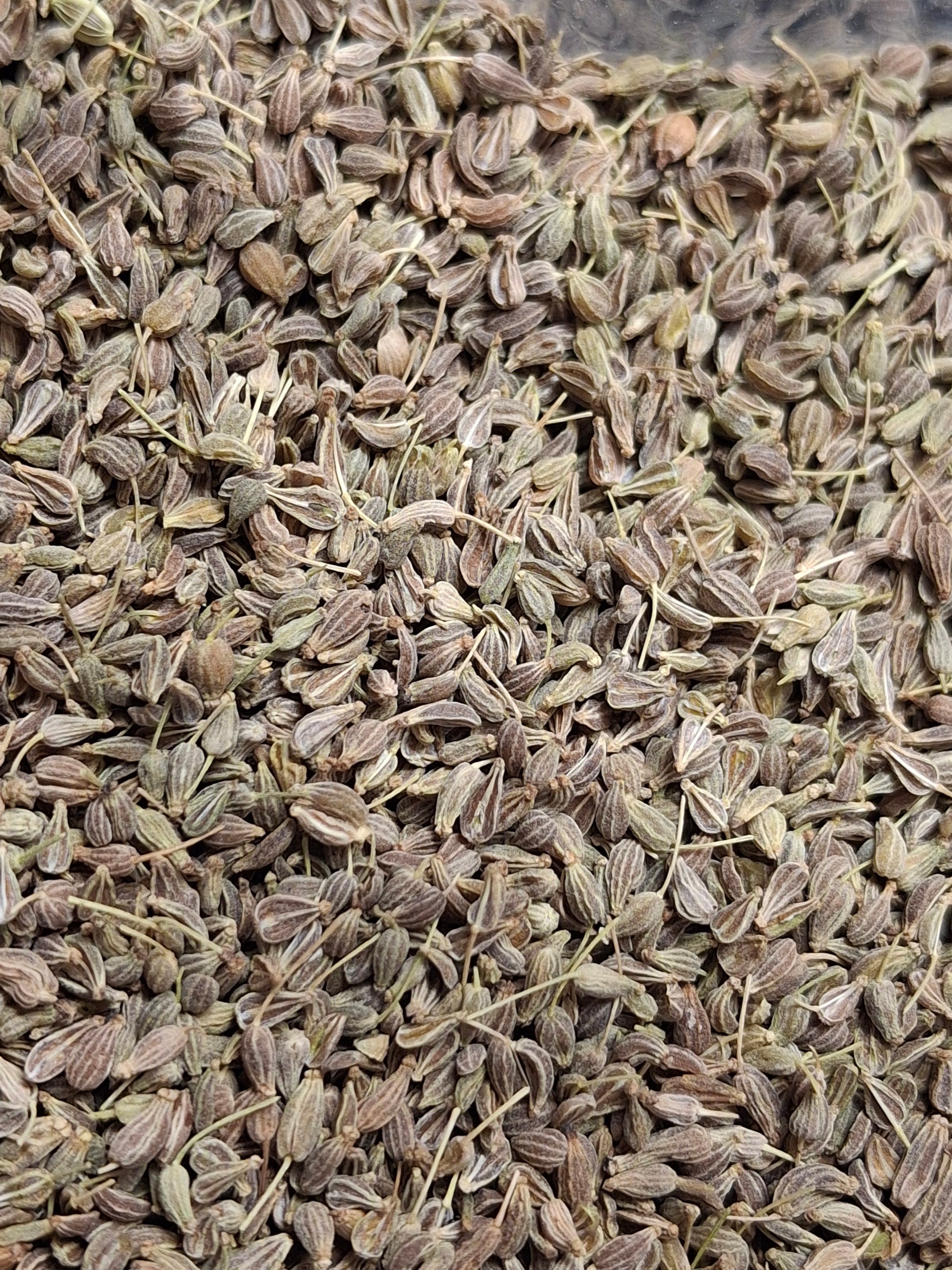 Anise Seed (Pimpinella anisum)