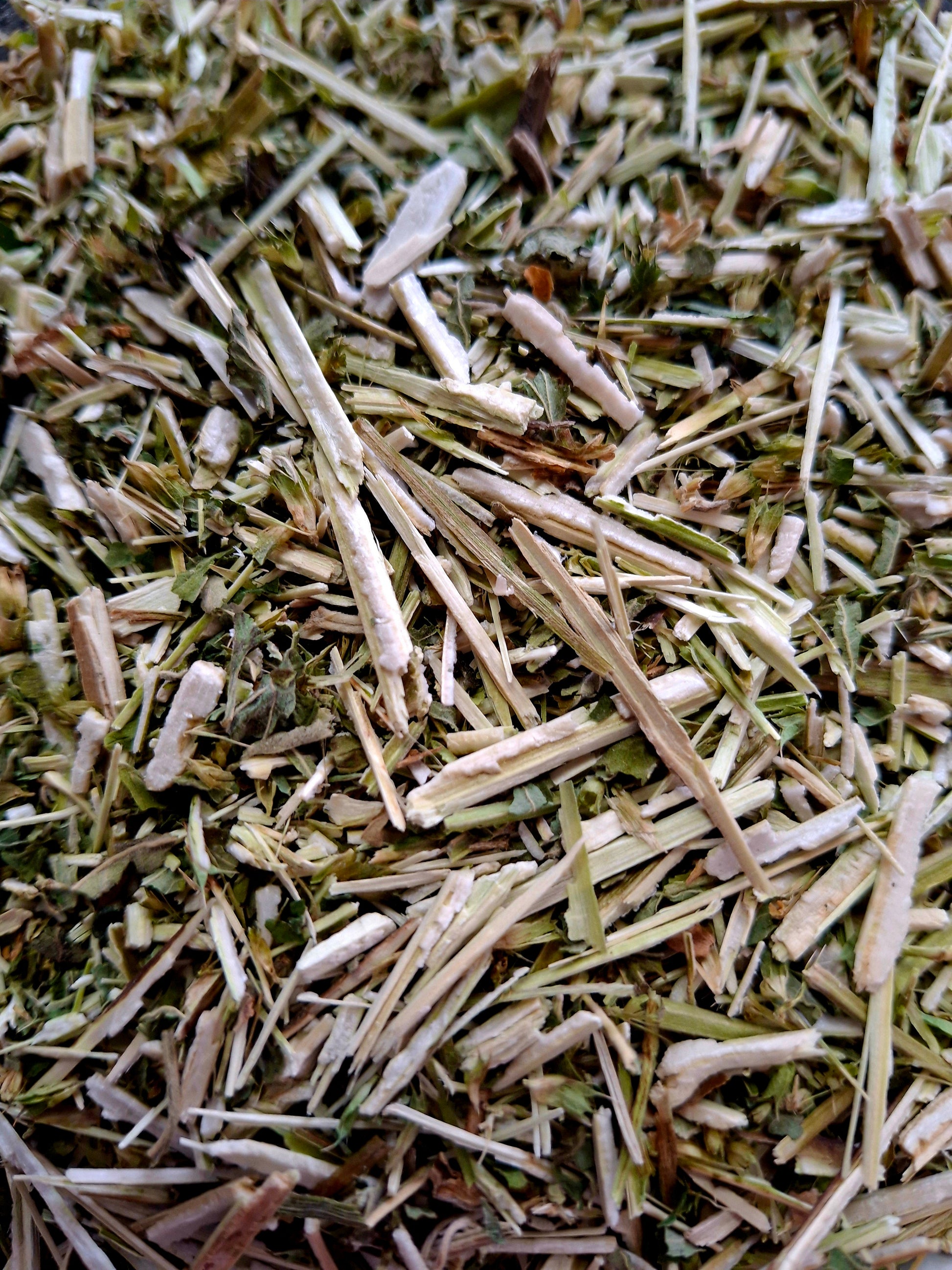 Bugleweed (Lycopus spp)