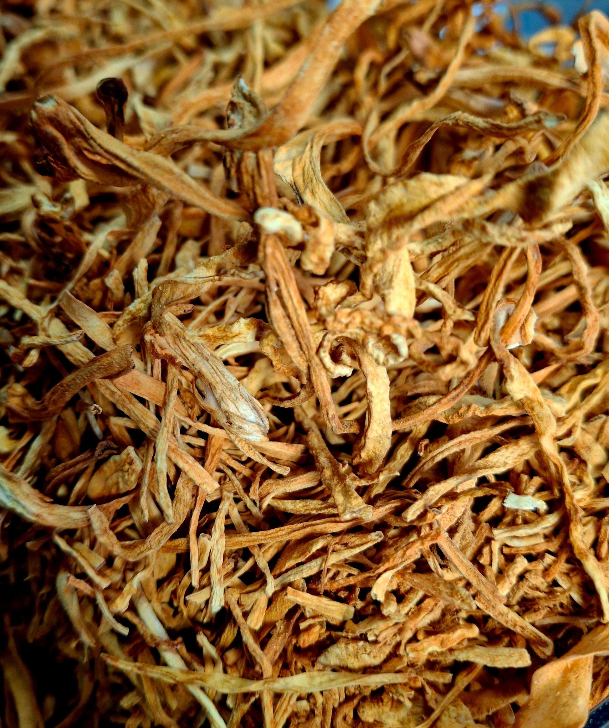 Cordyceps Mushroom