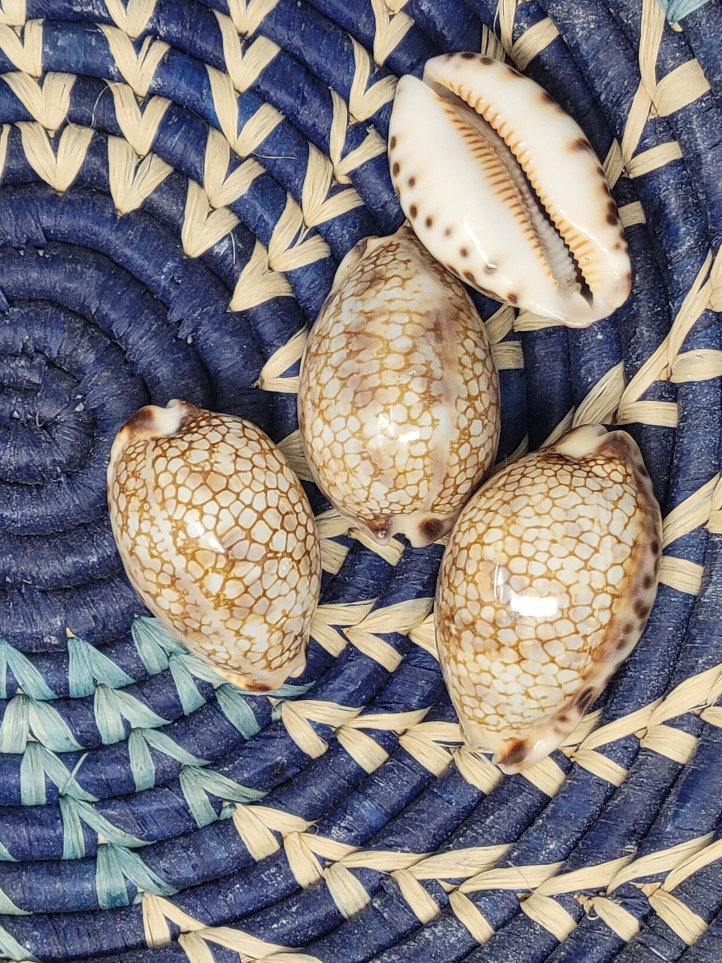 Cowrie Shell Harlequin