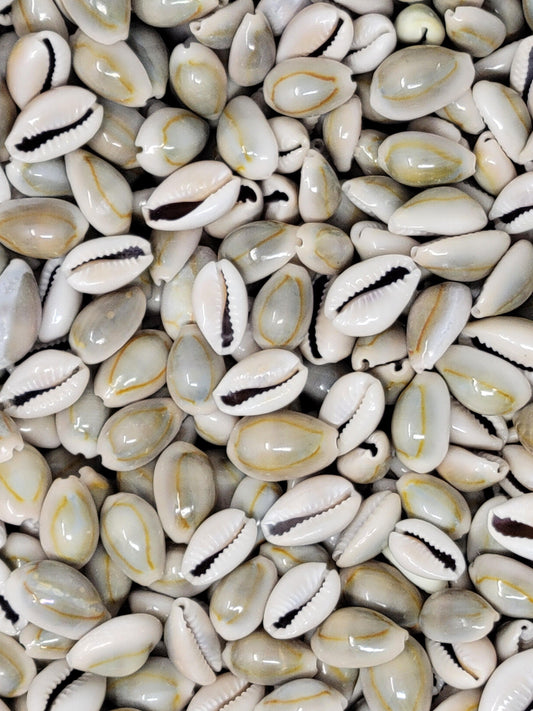 Shop our selection of Cowrie Shells! – Pickeyweedz