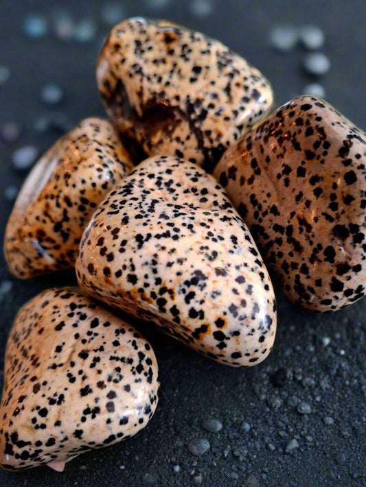 Dalmatian Jasper Palm Stone