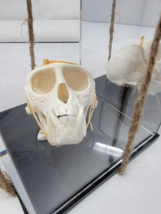 Male Vervet Monkey Skull