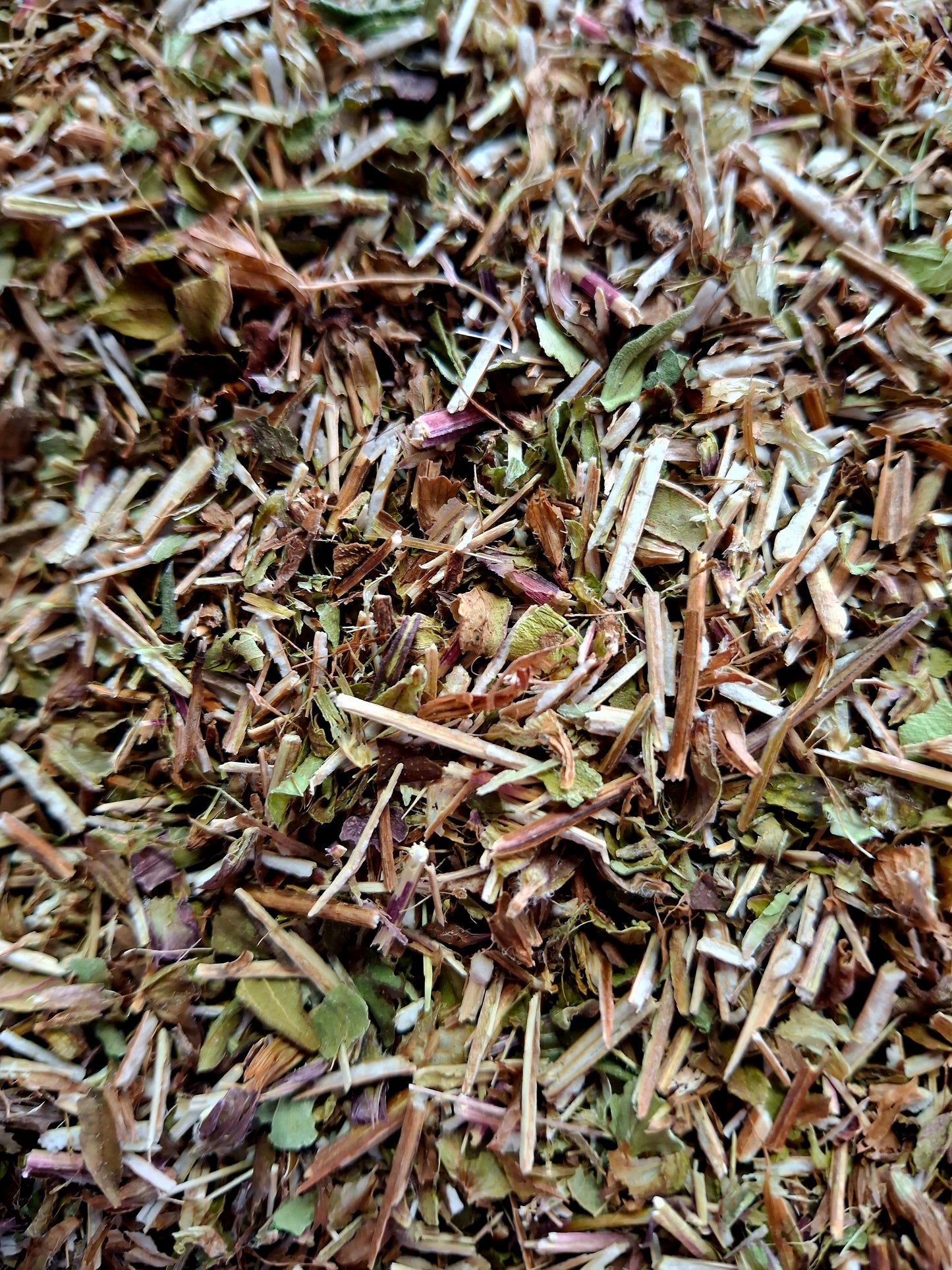 Self Heal , Heal-all - (Prunella vulgaris)