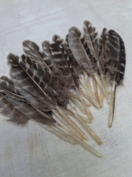 Small Turkey Barred Feather 4-5"