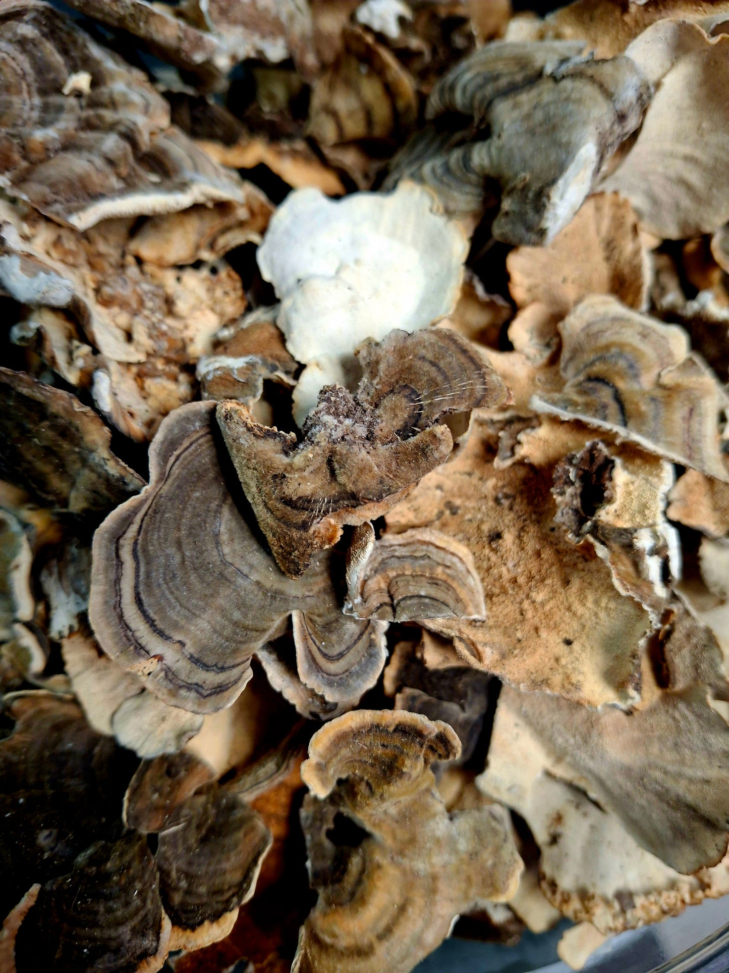 Turkey Tail Mushroom