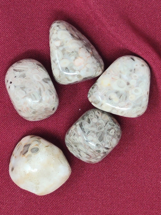 White Leopardskin Jasper Tumbled