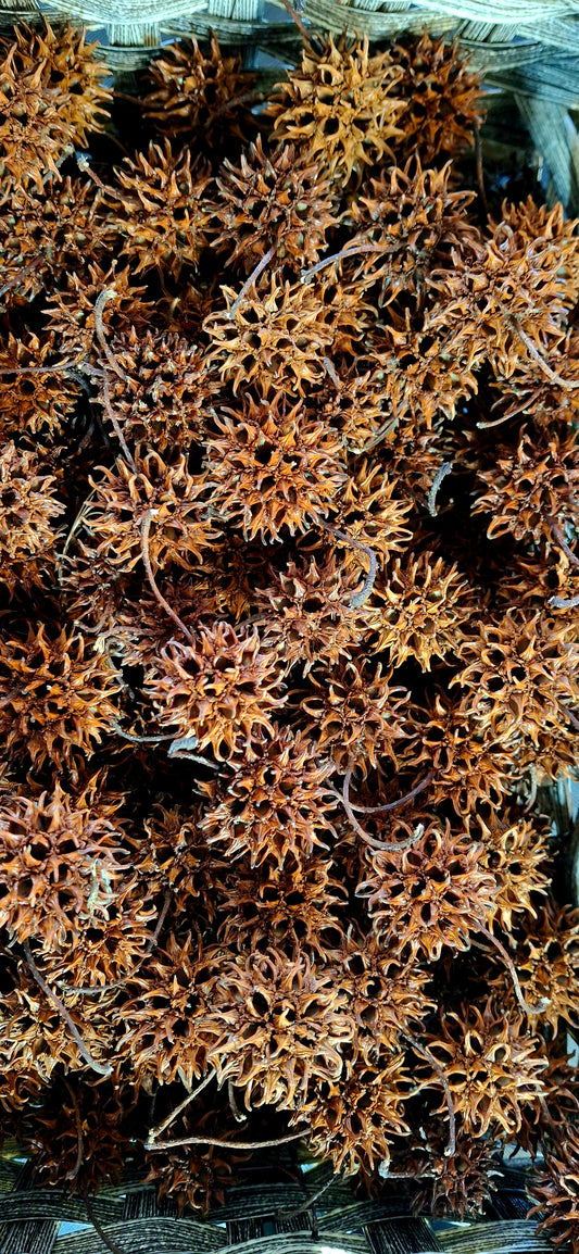 Consecrated Witch Burrs